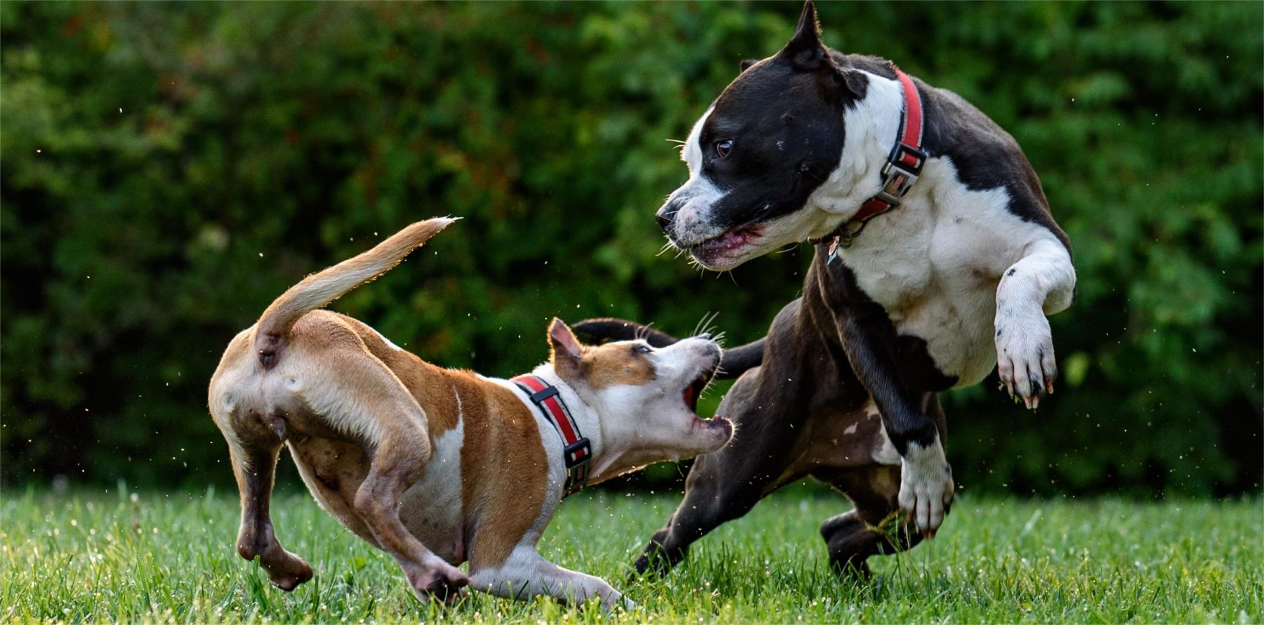 10 Signs of Dog Aggression